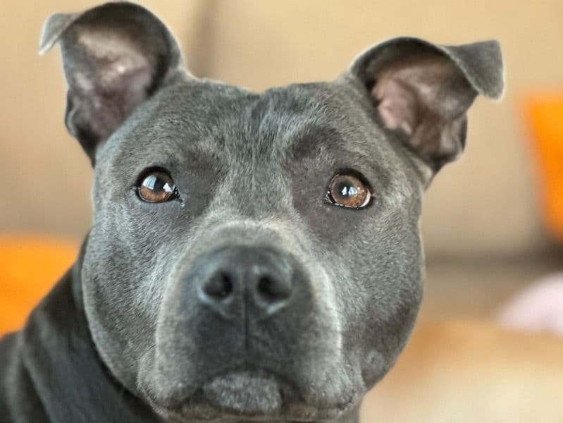 Staffordshire Bull Terrier 4 years 11 months old female large named Daisy for breeding in Ards and North Down, Northern Ireland | Petmeetly