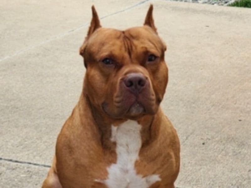 American PitBull Terrier 7 years 6 months old male large named Ace for breeding in Chester County, Pennsylvania | Petmeetly