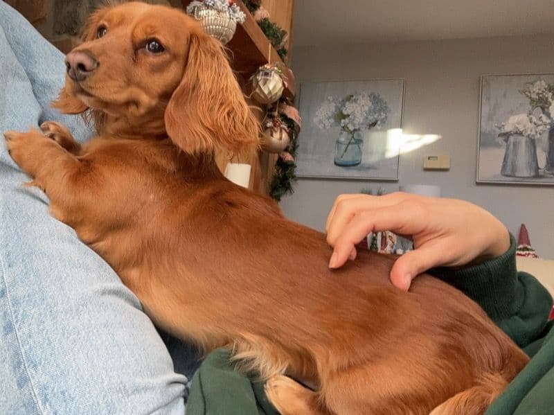 Dachshund 1 year 11 months old female small named Leia for breeding in Morris County, New Jersey | Petmeetly