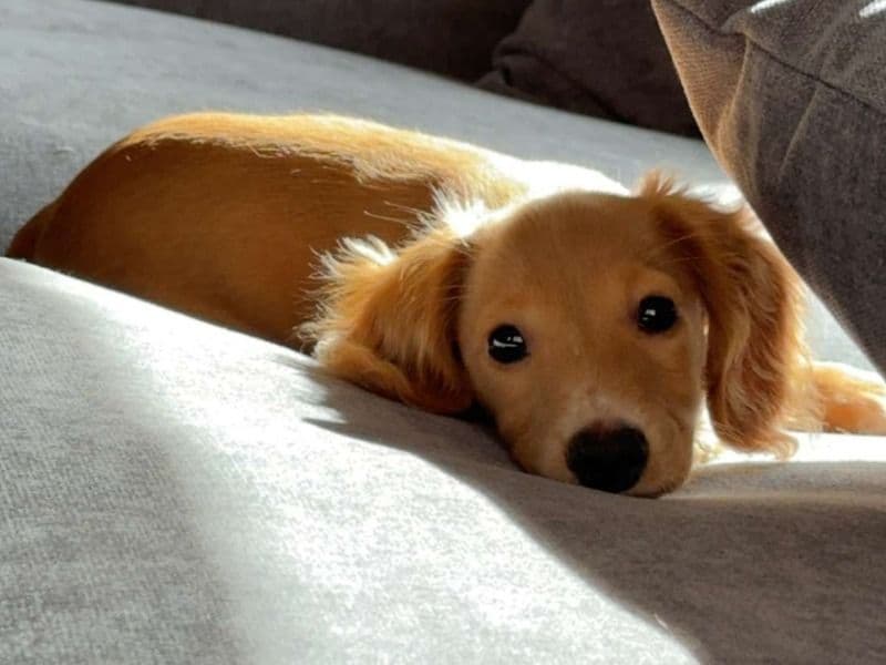 Miniature Dachshund 1 year 5 months old male small named Winston for breeding in Wyndham City, Victoria | Petmeetly