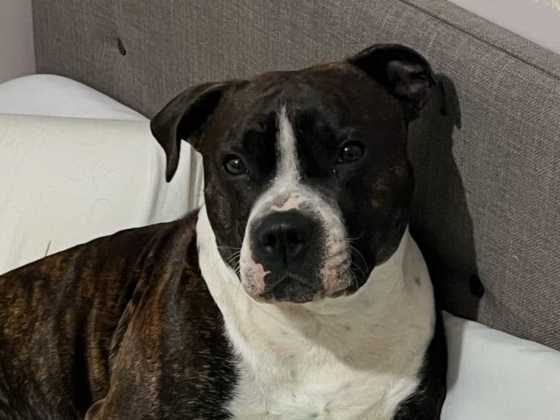 Staffordshire Bull Terrier 4 years 11 months old male medium named Loki for breeding in Glasgow City, Scotland | Petmeetly