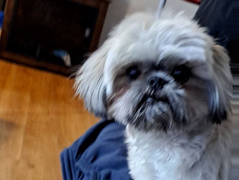 Hector primary photo