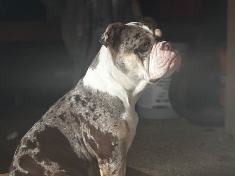 Old English Bulldog 2 years 4 months old female large named Raehnyra for breeding in Sacramento County, California | Petmeetly