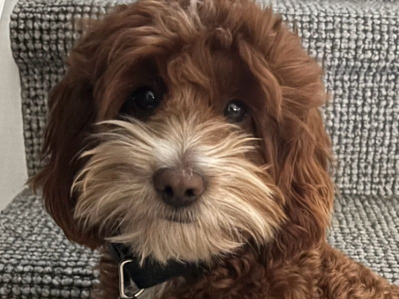 Cavapoo (Cavadoodle) 1 year 1 month old male small named Ronix for breeding in City of Marion, South Australia | Petmeetly