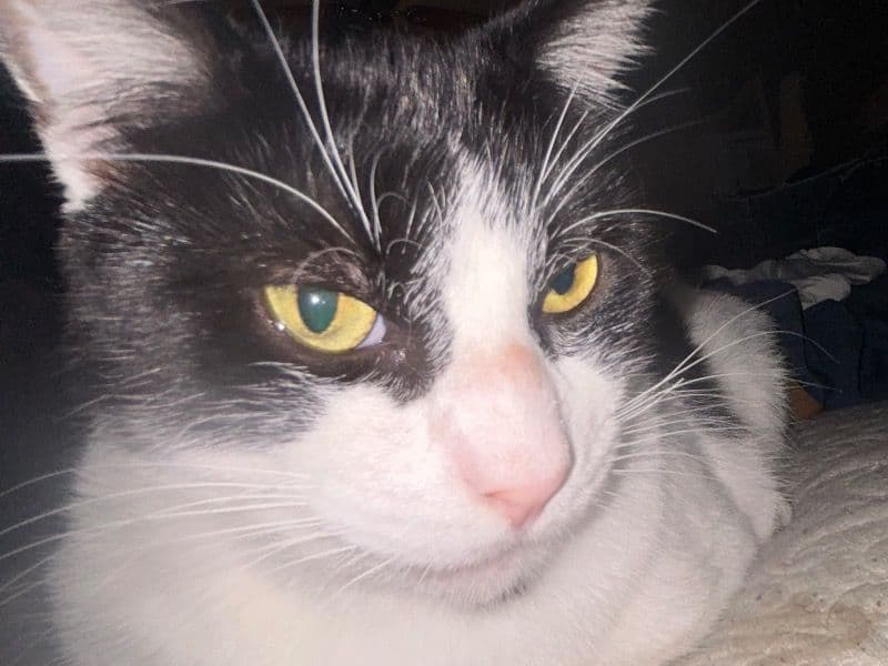 Domestic Shorthair 4 years 2 months old male named Panther for adoption in Charlevoix County, Michigan | Petmeetly