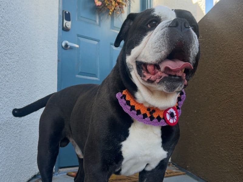 American Bulldog 7 years old male large named Beans for breeding in Los Angeles County, California | Petmeetly