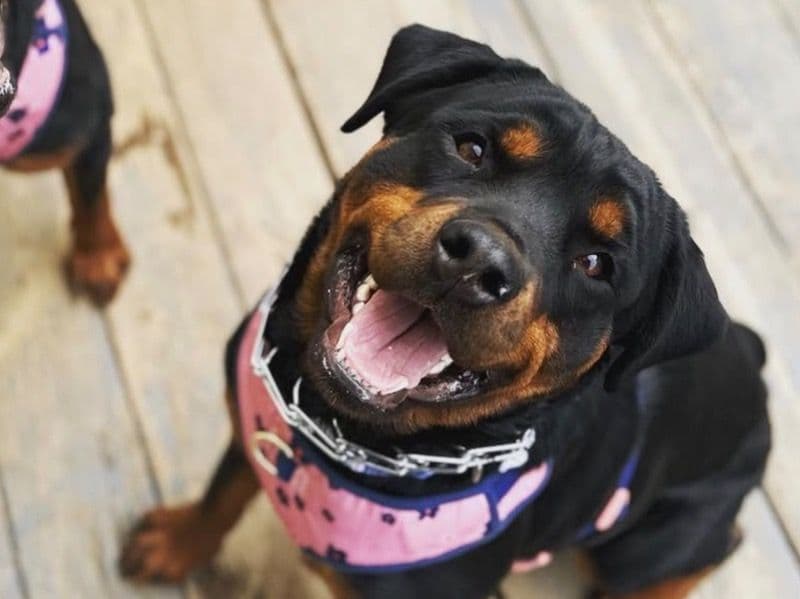 Rottweiler 4 years old female large named Lani for breeding in Northeastern Connecticut Planning Region, Connecticut | Petmeetly