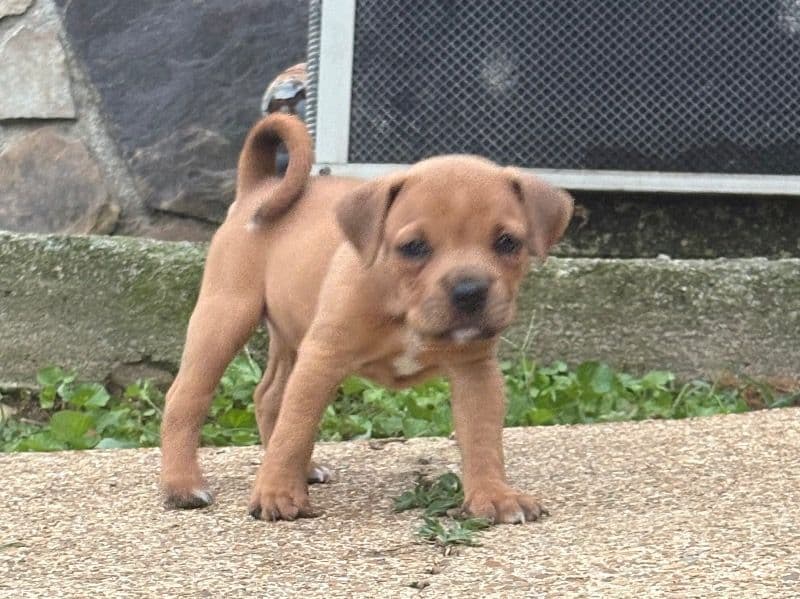 Lovey - Boxer | Petmeetly