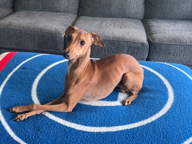 Italian Greyhound 1 year 6 months old male small named Luca for breeding in Escambia County, Florida | Petmeetly