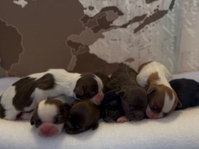 Shih Tzu 1 month old female small named Cuppy for sale in Miami-Dade County, Florida | Petmeetly