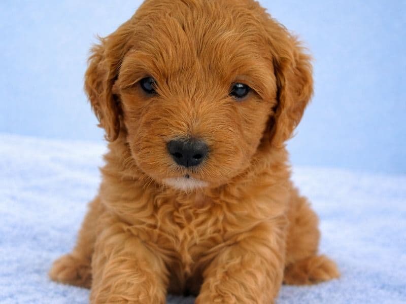 Mini Golden Doodle 1 month old male small named Mr Blue for sale in Miami-Dade County, Florida | Petmeetly