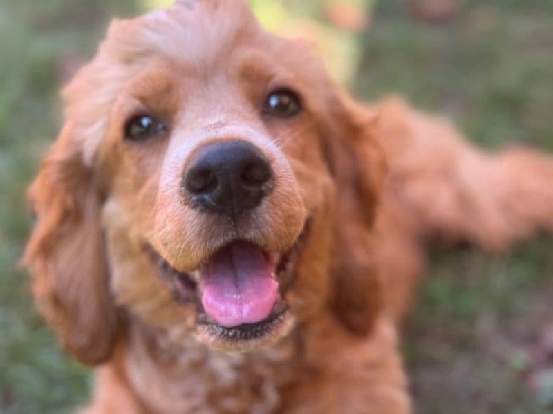 English Cocker Spaniel 8 months old male small named Winston for breeding in Tahlequah, Oklahoma | Petmeetly