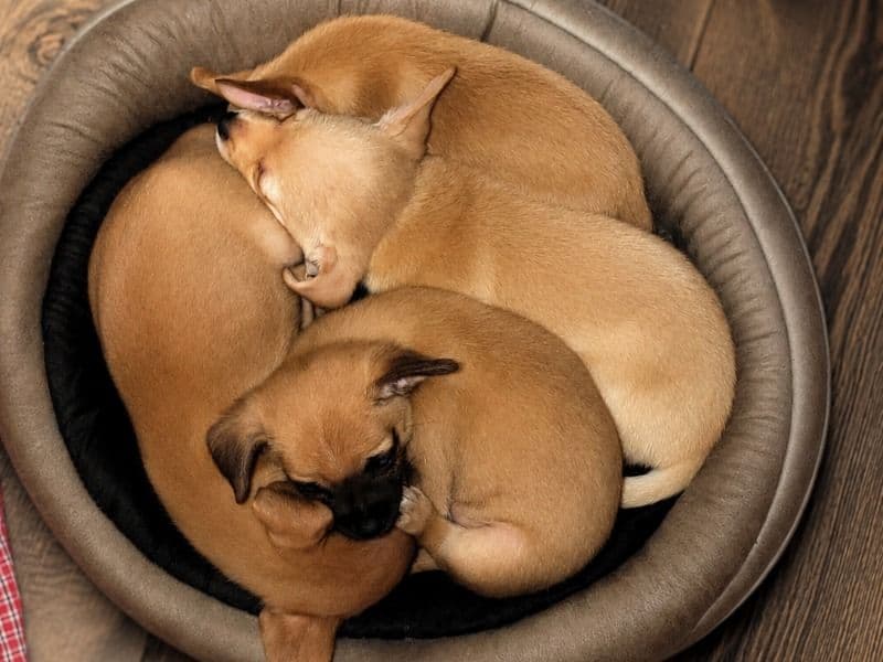 To Be Determined By Future Owner - Chihuahua | Petmeetly
