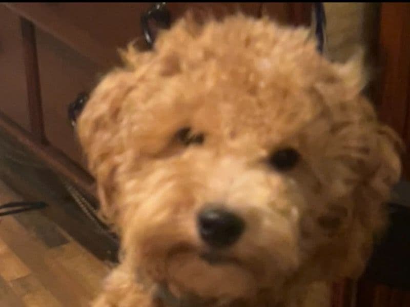 Schnoodle 1 year 4 months old male small named Adolf for breeding in Carter County, Tennessee | Petmeetly