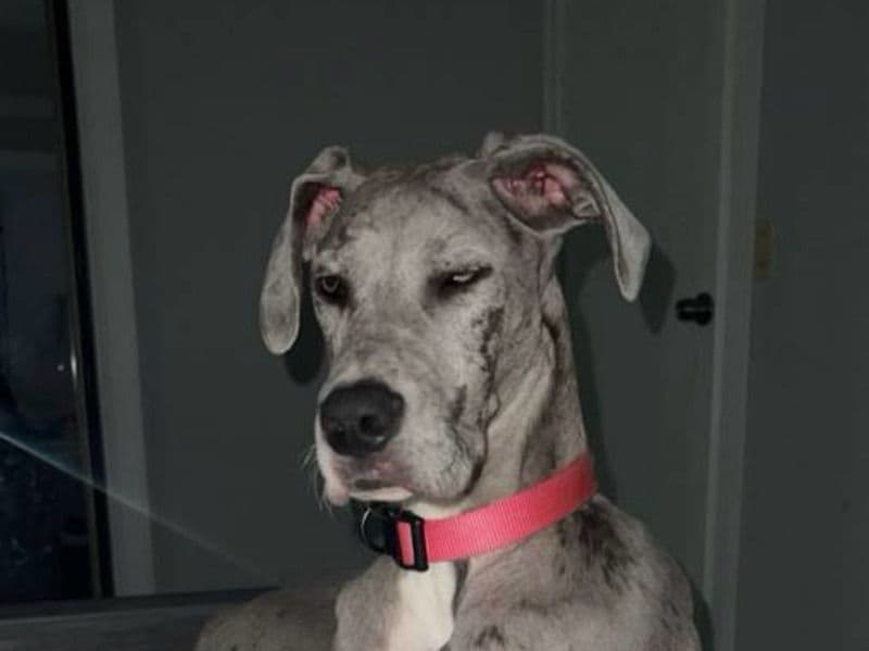 Great Dane 2 years old female large named Sophie for breeding in Telfair County, Georgia | Petmeetly