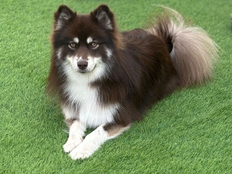 Pomsky 1 year 8 months old male small named Koda for breeding in Oxfordshire, England | Petmeetly
