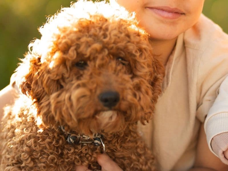 Cavoodle 2 years 9 months old female medium named Mia for breeding in Liverpool City Council, New South Wales | Petmeetly