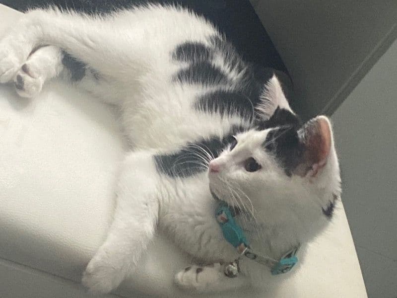 Tuxedo Cat 8 months old female named Tammy for breeding in South Central Connecticut Planning Region, Connecticut | Petmeetly
