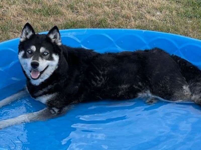 Touka - Siberian Husky | Petmeetly