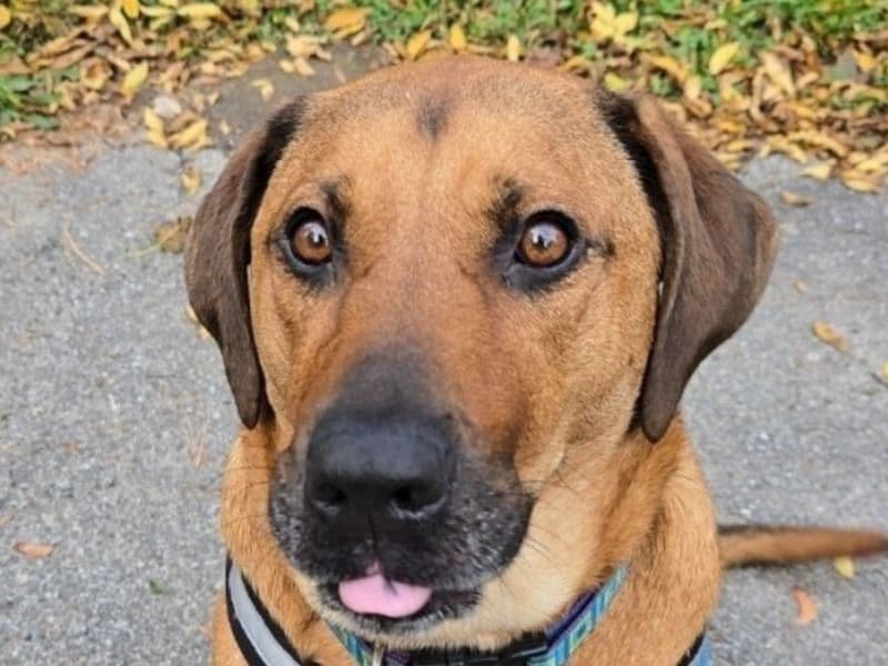 Rhodesian Ridgeback 3 years old male large named Jake for adoption in Orange County, New York | Petmeetly