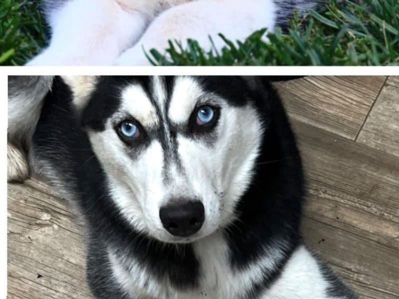 Siberian Husky 2 years old female medium named Lilith for breeding in San Diego County, California | Petmeetly