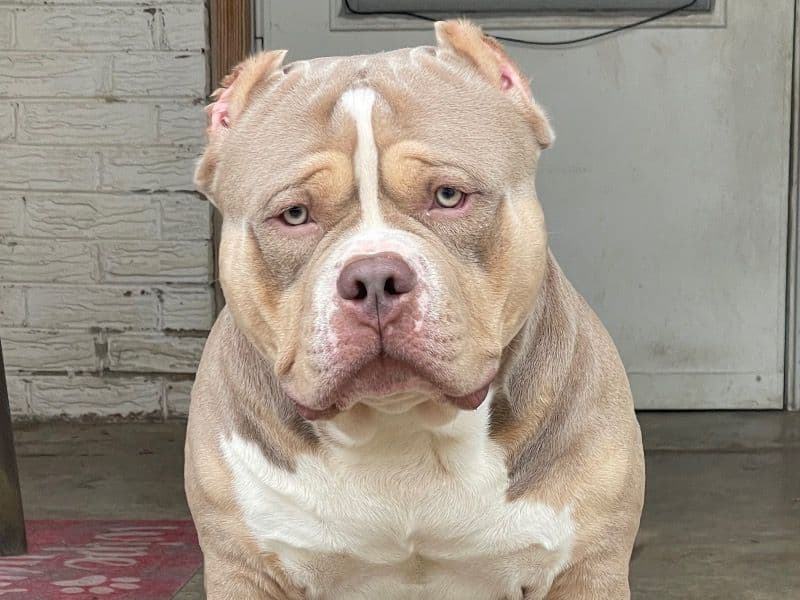 American Bully 3 years 4 months old male large named Royal for breeding in Tarrant County, Texas | Petmeetly