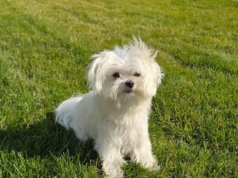 Maltese 3 years 8 months old male small named Angelino for breeding in Lewis and Clark County, Montana | Petmeetly