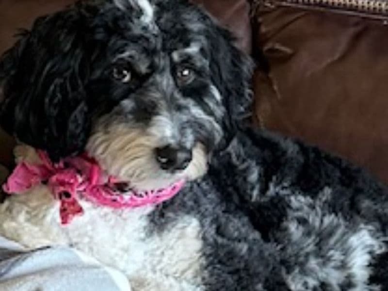 Bernedoodle 3 years 8 months old female small named Gracie for breeding in Burleigh County, North Dakota | Petmeetly