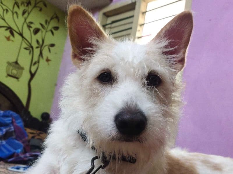 Maltese 2 years 8 months old male medium named Pandu for breeding in Sullurupeta, Andhra Pradesh | Petmeetly