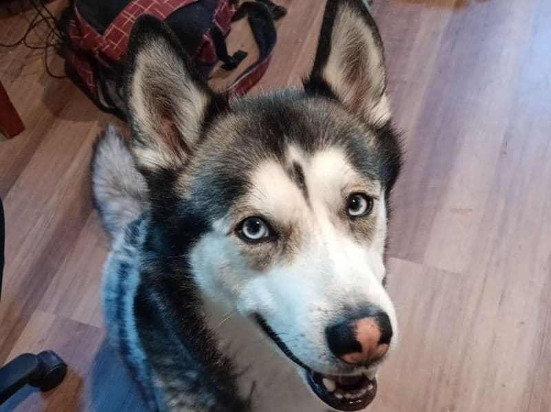 Siberian Husky 5 years 5 months old male large named Caesar for breeding in Anchorage Municipality, Alaska | Petmeetly