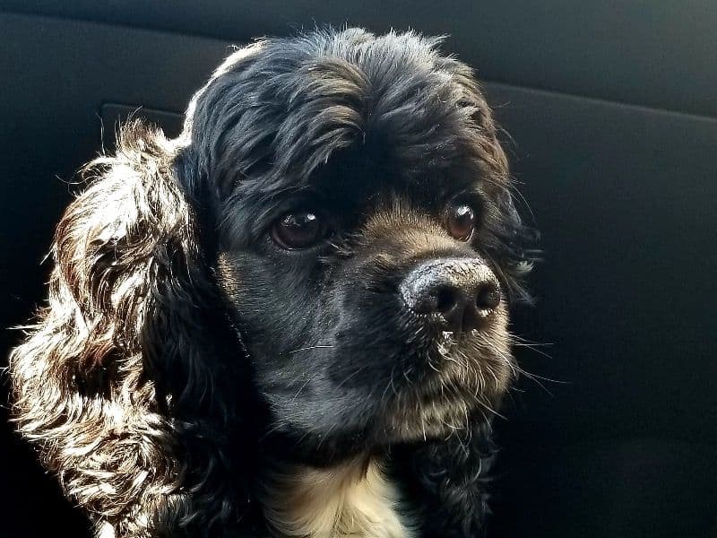 American Cocker Spaniel 5 years 1 month old female small named Tulipa for breeding in Middlesex County, Massachusetts | Petmeetly