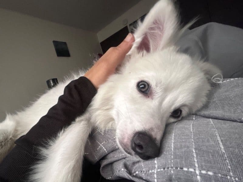 American Eskimo 1 year 2 months old male medium named Venom for sale in Stearns County, Minnesota | Petmeetly