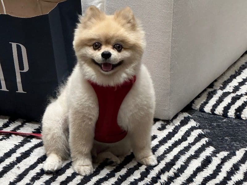 Pomeranian 5 years 6 months old male medium named Teddy for breeding in Los Angeles County, California | Petmeetly