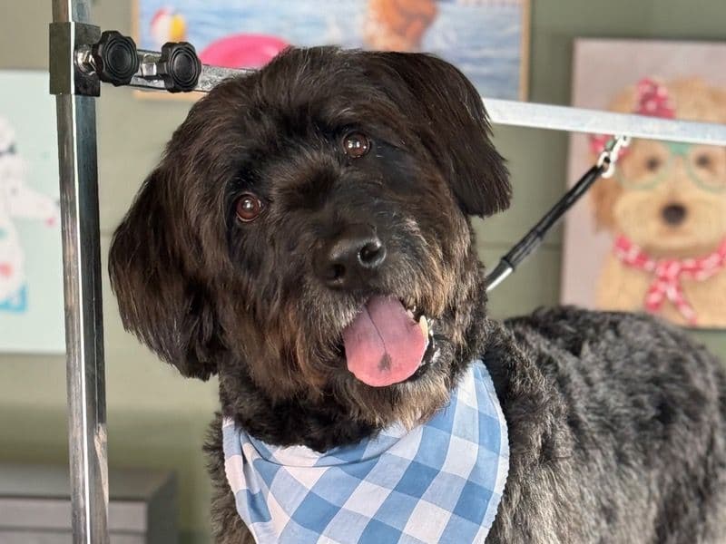 Labradoodle 5 years 7 months old male large named Blue for breeding in Cumberland County, North Carolina | Petmeetly