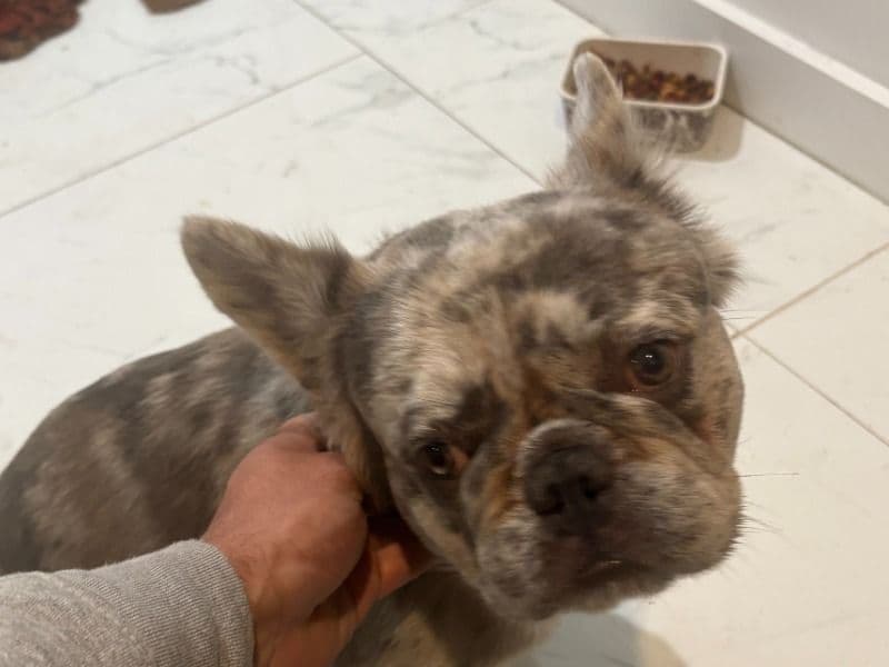 French Bulldog 3 years old male medium named Mooki for breeding in Miami-Dade County, Florida | Petmeetly