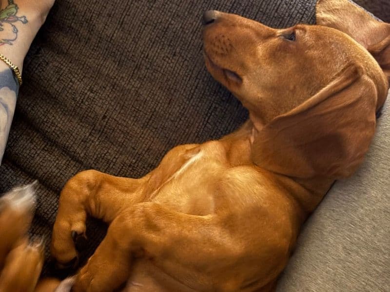 Dachshund 10 months old male medium named Ace for sale in Riverside County, California | Petmeetly