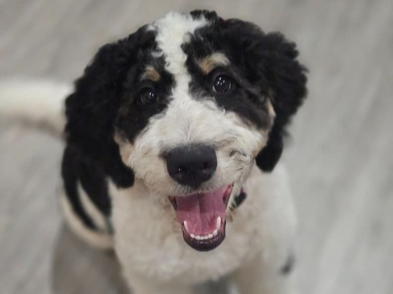 Bernese Mountain Dog 2 years 3 months old female large named Jersey for breeding in Brazoria County, Texas | Petmeetly