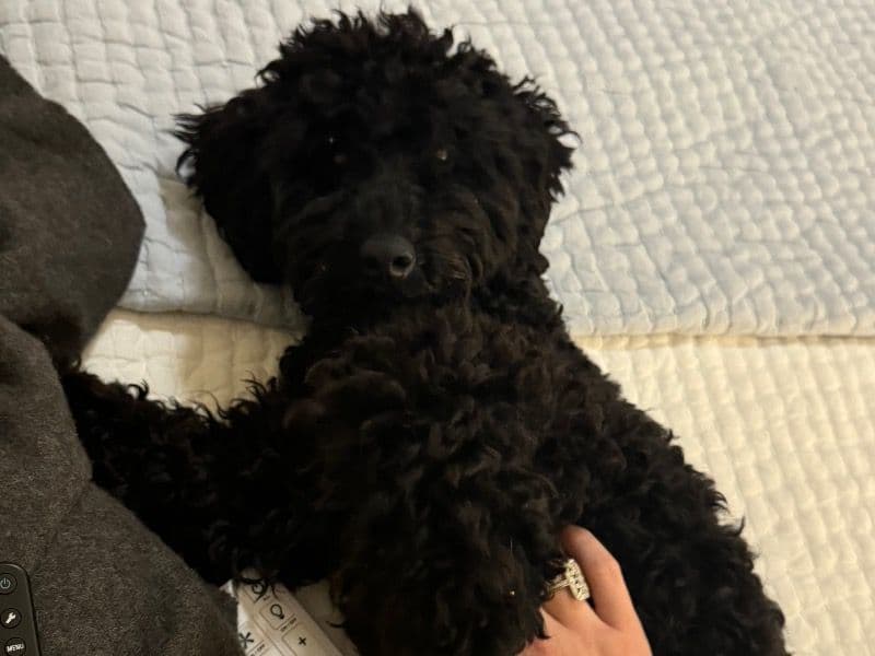 Miniature Poodle 2 years 3 months old female small named Hazel for breeding in Harris County, Texas | Petmeetly