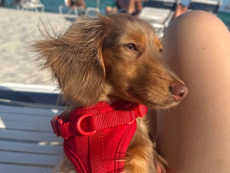 Miniature Dachshund 1 year 6 months old female small named Hazel for breeding in Miami-Dade County, Florida | Petmeetly