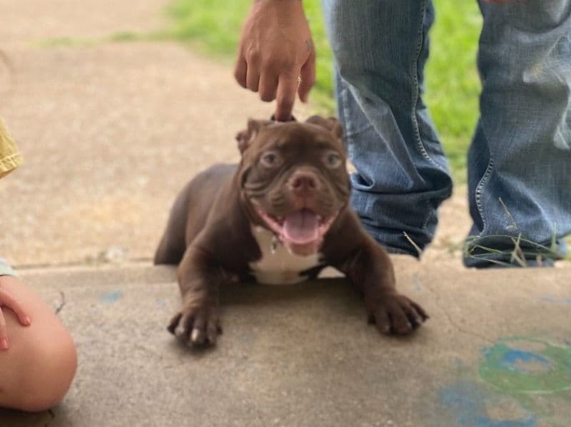 American Pocket Bully 10 months old male small named Zro for breeding in Grayson County, Texas | Petmeetly