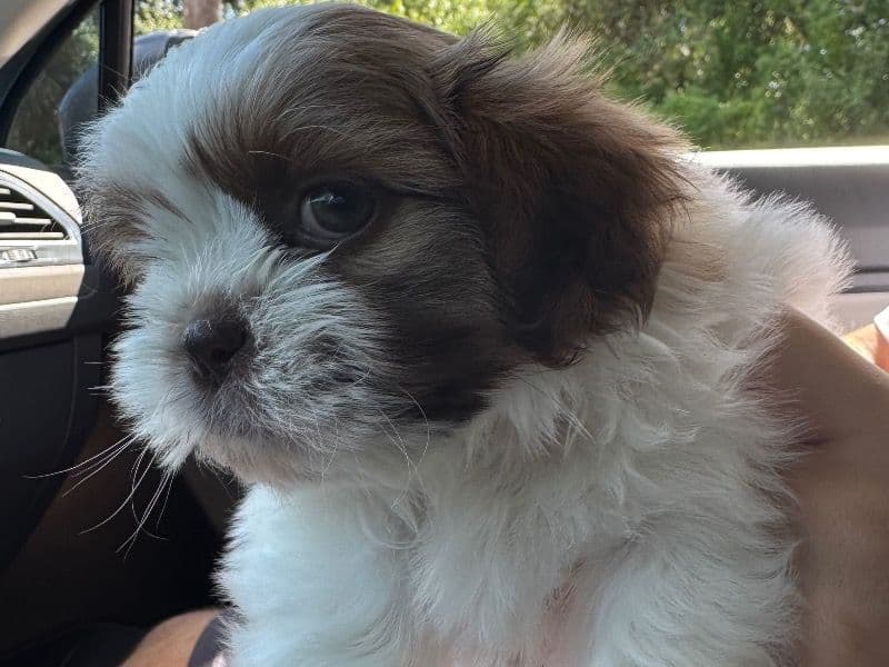 Mochi - Shih Tzu | Petmeetly