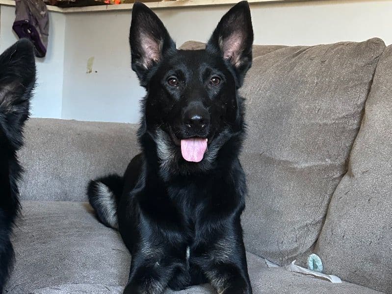 German Shepherd 2 years 6 months old male medium named Sawabona for breeding in Woodbine, Kentucky | Petmeetly