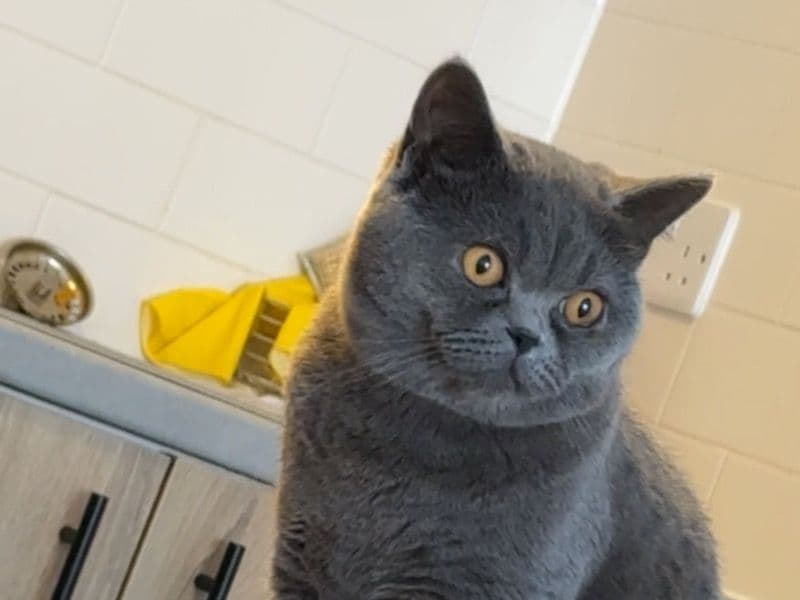 British Shorthair 1 year old male named Echo for breeding in Greater Manchester, England | Petmeetly