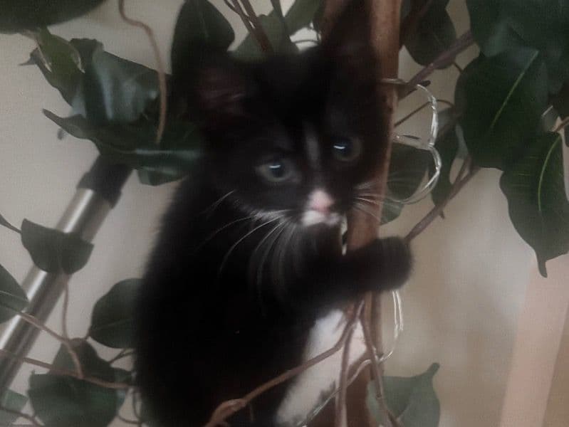 British Shorthair 6 months old female named Kitten for breeding in North Lincolnshire, England | Petmeetly