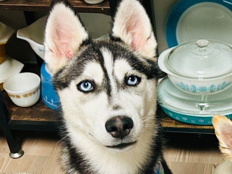 Husky 1 year old female medium named Willow for breeding in Jessamine County, Kentucky | Petmeetly