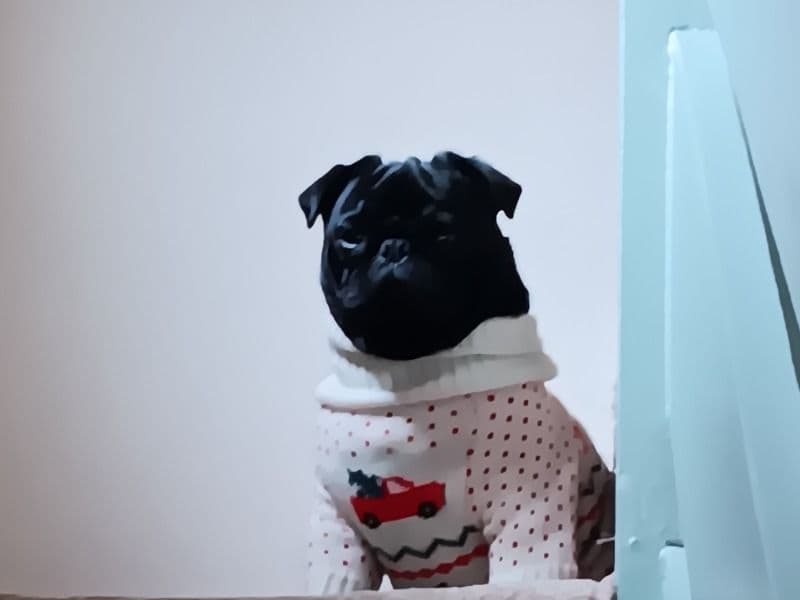 Pug 1 year old male medium named Reggie for breeding in Derby, England | Petmeetly