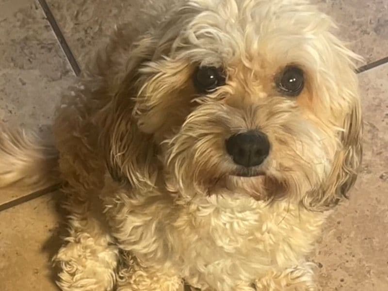 Cavachon 4 years 10 months old female medium named Sonali for breeding in Washington County, Utah | Petmeetly