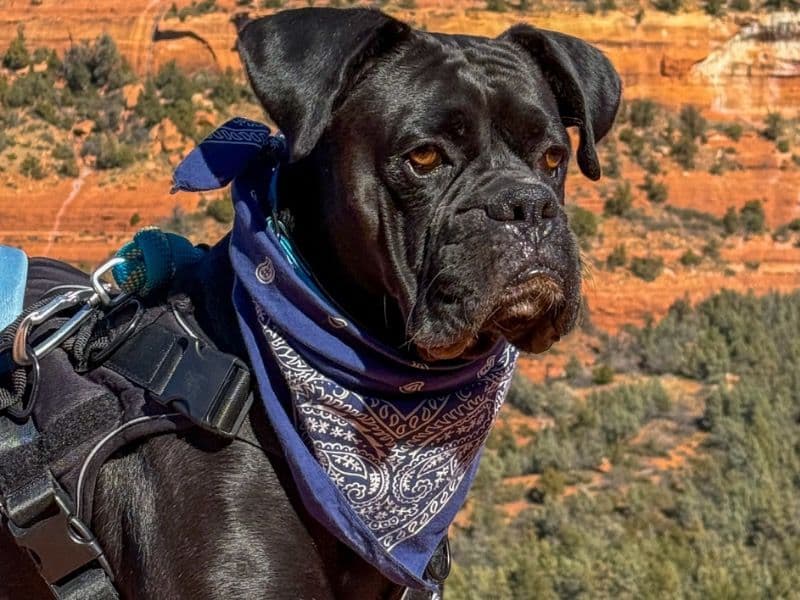 Boxer 3 years 6 months old male medium named Cruze for breeding in Kent County, Michigan | Petmeetly