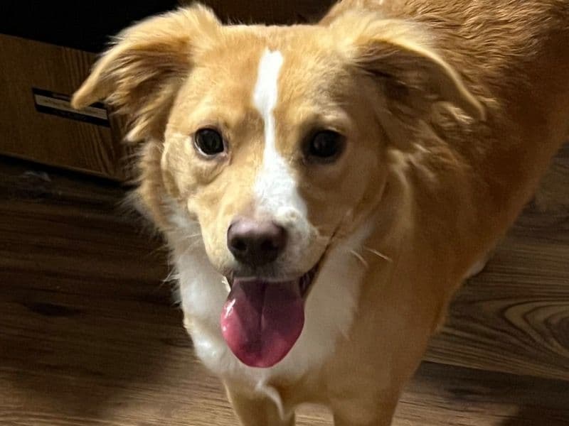 Parson Russell Terrier 1 year 6 months old male medium named Loki for adoption in Duval County, Florida | Petmeetly