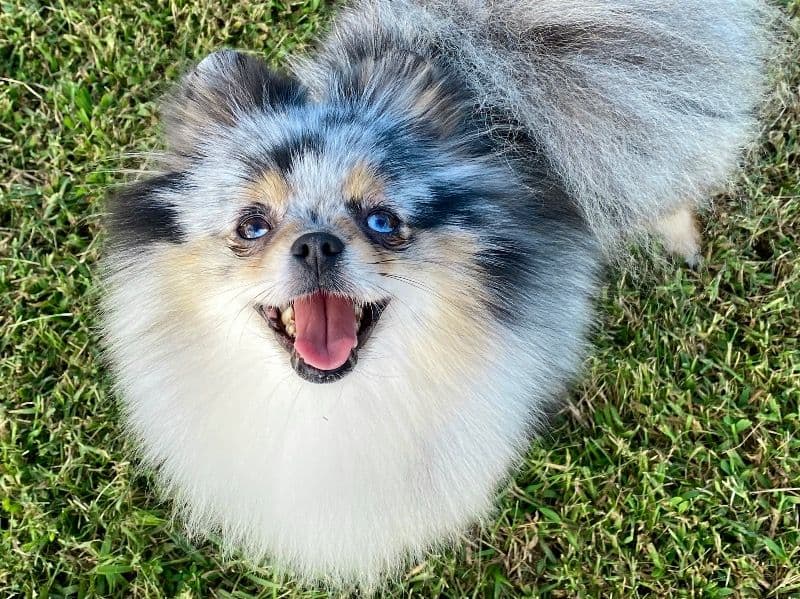 Pomeranian 2 years 1 month old female small named Phoebe for breeding in Halifax County, Virginia | Petmeetly